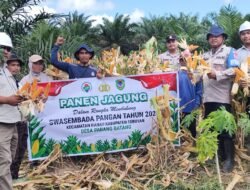 Panen Jagung Program Tumpang Sari di PT Sawitmas Nugraha Perdana Dukung Swasembada Pangan Tahun 2026