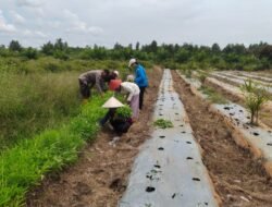 Dukung Swasembada, Polsek Kapuas Barat Cek Ketahanan Pangan di Desa Penda Ketapi