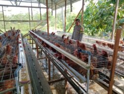 Wujudkan Ketahanan Pangan, Bhabinkamtibmas Polsek Kapuas Barat Cek Budidaya Ayam Petelur di Desa Sei Kayu