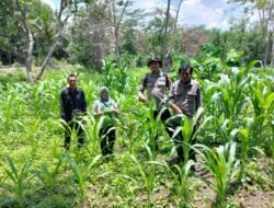 Polsek Kapuas Barat Cek Ketahanan Pangan Sektor Pertanian di Desa Maju Bersama