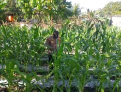 Bhabinkamtibmas Kelurahan Mendawai Monitoring Pertumbuhan Jagung Dukung Ketahanan Pangan