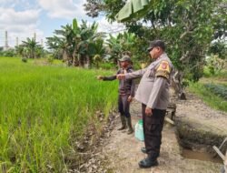 Dukung Ketahanan Pangan, Bhabinkamtibmas Polsek Kahayan Hilir Sambangi Lahan Pertanian Warga Desa Mantaren II