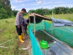 Dukung Ketahanan Pangan, Polsek Kapuas Barat Cek Sektor Pertanian di Desa Penda Ketapi