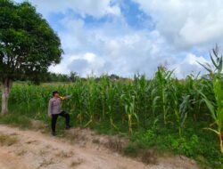 Bhabinkamtibmas Desa Bukit Sungkai Monitoring Tanaman Jagung, Perkuat Ketahanan Pangan dan Kemitraan dengan Masyarakat