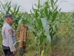 Polsek Kapuas Barat Cek Ketahanan Pangan Desa Penda Ketapi, Pastikan Sektor Pertanian Produktif