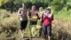 PANEN JAGUNG PROGRAM 1 DESA 1 HEKTAR DI DESA KARTIKA BHAKTI