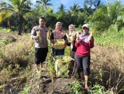 PANEN JAGUNG PROGRAM 1 DESA 1 HEKTAR DI DESA KARTIKA BHAKTI