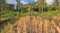 BERITA KEGIATAN PANEN JAGUNG PROGRAM 1 DESA 1 HEKTAR DI DESA PEMATANG LIMAU