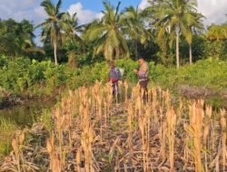 BERITA KEGIATAN PANEN JAGUNG PROGRAM 1 DESA 1 HEKTAR DI DESA PEMATANG LIMAU