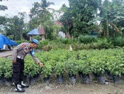 Dukung Ketahanan Pangan, Polsek Kapuas Barat Cek Budidaya Cabai Pedas di Mandomai