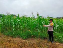 POLRI DUKUNG KETAHANAN PANGAN, BHABINKAMTIBMAS DESA BUKIT SUNGKAI CEK PERKEMBANGAN TANAMAN JAGUNG