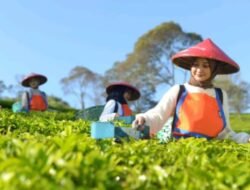 Holding Perkebunan Nusantara Perluas Jejak Teh Indonesia, Produk PTPN I Masuk Gerai Legendaris Twinings London