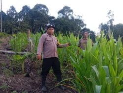 Bhabinkamtibmas Tumbang Olong Pantau Perkembangan Lahan Jagung Hibrida Warga