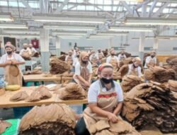 Holding Perkebunan Nusantara Perkuat Daya Saing Global, Tembakau Premium PTPN I Jadi Andalan Industri Cerutu Dunia