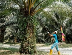 Holding Perkebunan Nusantara melalui PTPN IV PalmCo Akselerasi Peremajaan Sawit Petani di Riau Perkuat Implementasi Program B50
