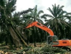 Holding Perkebunan Nusantara Percepat Program PSR, PTPN IV Regional V Capai 50 Persen Target 2026
