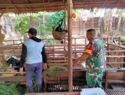 Akrab Dengan Warga Binaan, Babinsa Koramil 03/Tebas Gelar Komsos Bersama Peternak Kambing