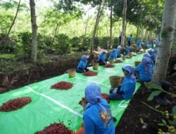 Produksi Kopi Tumbuh 225 Persen YoY hingga Mei 2026, Kopi Jadi Bintang Pertumbuhan Non-Core PTPN IV PalmCo