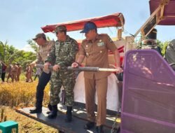 Dandim 1009/Tanah Laut Bersama Bupati Panen Padi Serentak Se-Kabupaten di Desa Maluka Baulin