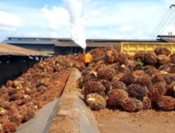 Holding Perkebunan Nusantara Catat Kinerja Positif, Pembelian TBS Petani Mitra PTPN IV Regional V Lampaui Target Semester I 2026