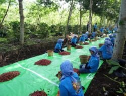 Holding Perkebunan Nusantara Perkuat Diversifikasi Agribisnis, Produksi Kopi PTPN IV PalmCo Melonjak 225 Persen