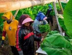 Holding Perkebunan Nusantara Dorong Kemitraan Inklusif, PTPN I Libatkan Petani dalam Rantai Pasok Tembakau Ekspor