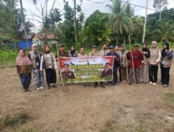 Bhabinkamtibmas Bersama Pemdes Juking Pajang Tanam Jagung Hibrida