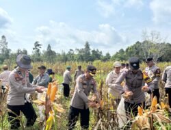 Polres Barsel Dukung Ketahanan Pangan, Wakapolres Pimpin Panen Raya Jagung di Desa Mangaris