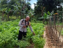 Bhabinkamtibmas Muara Bumban Cek Perkembangan Ketahanan Pangan Warga