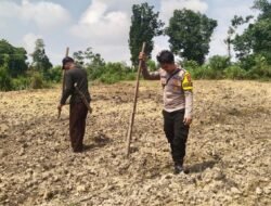 Bhabinkamtibmas Polsek Laung Tuhup Bersama Warga Kel. Muara Laung I Kompak Tanam Jagung Hibrida