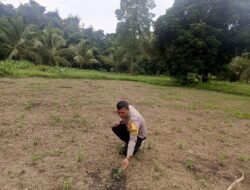 Pastikan Jagung Tumbuh Subur, Bhabinkamtibmas Desa Juming Pajang Lakukan Monitoring