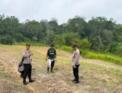 Kapolsek Laung Tuhup Cek Langsung Pertumbuhan Jagung Hibrida di Kel. Laung Tuhup
