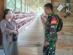 Babinsa HST Dorong Ketahanan Pangan Lewat Pendampingan Peternak Ayam Petelur