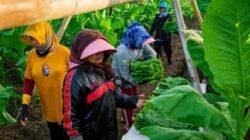 PTPN I, Subholding PTPN III (Persero) Jaga Mutu Tembakau Bawah Naungan (TBN) untuk Cerutu Pasar Global