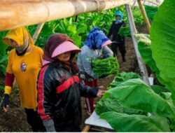 PTPN I, Subholding PTPN III (Persero) Jaga Mutu Tembakau Bawah Naungan (TBN) untuk Cerutu Pasar Global