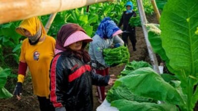 PTPN I, Subholding PTPN III (Persero) Jaga Mutu Tembakau Bawah Naungan (TBN) untuk Cerutu Pasar Global