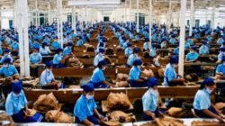 Holding Perkebunan Nusantara Dukung Penciptaan Lapangan Kerja, PTPN I Serap 15–20 Ribu Pekerja di Pabrik Tembakau