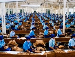 Holding Perkebunan Nusantara Dukung Penciptaan Lapangan Kerja, PTPN I Serap 15–20 Ribu Pekerja di Pabrik Tembakau