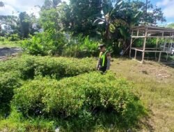 Dukung Ketahanan Pangan, Polsek Kapuas Barat Cek Budidaya Cabai Pedas di Mandomai