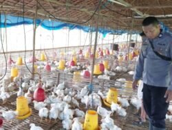 Dukung Program Pemerintah, Polsek Kapuas Barat Cek Ketahanan Pangan Sektor Peternakan di Desa Maju Bersama