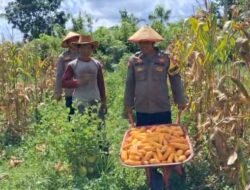 DUKUNG SWASEMBADA PANGAN, BHABINKAMTIBMAS DESA NATAI SEDAWAK HADIRI PANEN JAGUNG