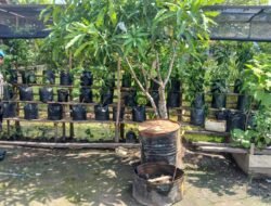 Dukung Ketahanan Pangan, Polsek Kapuas Barat Cek Budidaya Cabai Milik Warga di Desa Saka Mangkahai