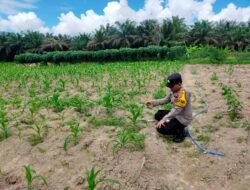 BHABINKAMTIBMAS DESA BUKIT SUNGKAI AKTIF DAMPINGI PETANI MELALUI PENGECEKAN TANAMAN JAGUNG