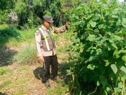 Giat Pengecekan Lokasi Pemanfaatan Pekarangan Pangan Bergizi Bidang Perkebunan dalam Rangka Implementasi Asta Cita Presiden RI