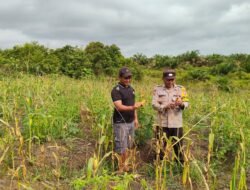 BHABINKAMTIBMAS DESA NATAI KONDANG DUKUNG PROGRAM KETAHANAN PANGAN MELALUI SAMBANG LAHAN JAGUNG