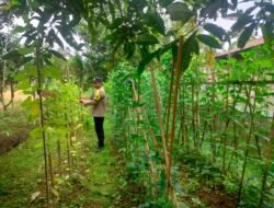 Ketahanan Pangan Berbasis Lokal Bertumbuh dari Ruang Produktif Warga