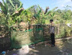 Dukung Ketahanan Pangan, Polsek Kapuas Barat Cek Budidaya Hortikultura di Desa Saka Mangkahai