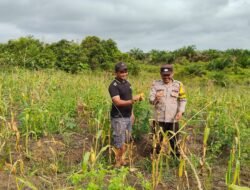BHABINKAMTIBMAS DESA NATAI KONDANG SAMBANGI LAHAN KETAHANAN PANGAN KEBUN JAGUNG