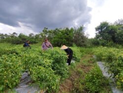 Polsek Kapuas Barat Pantau Ketahanan Pangan,bersama petani Cek Budidaya Lombok di Desa Saka Mangkahai
