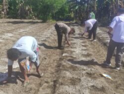 SINERGI POLRI DAN KELOMPOK TANI, PENANAMAN JAGUNG DI DESA KARTAMULIA DUKUNG KETAHANAN PANGAN